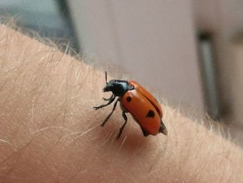 Close-up of ladybug on hand