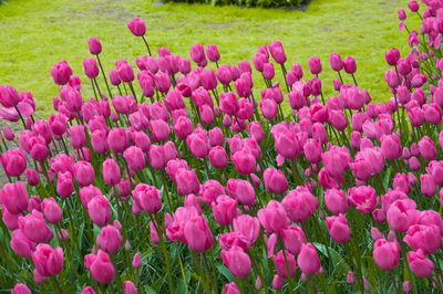Close-up of pink tulip flowers in field