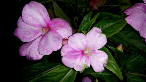 Close-up of pink flower