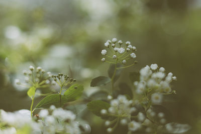 Close-up of white flowering plant