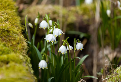 Close-up of white flowering plants on field