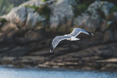 Seagull flying