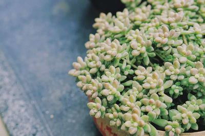 High angle view of potted plant