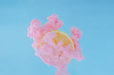 Slice lemon with partial focus of dissolving pink poster color in water for summer concept.