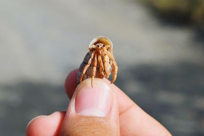 Cropped image of person holding hermit crab