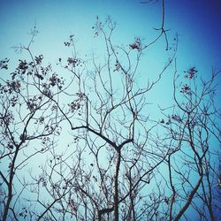 Low angle view of bare trees against blue sky