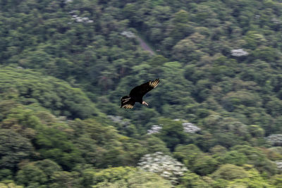 Low angle view of eagle flying in forest