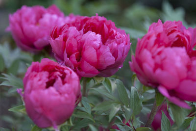 Close-up of pink flowers