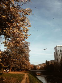 Birds flying over city against sky