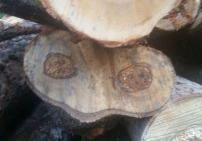 Close-up of mushroom on wood