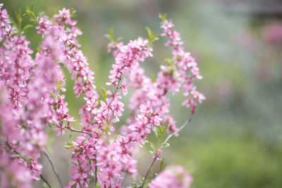 Close-up of pink flowering plant