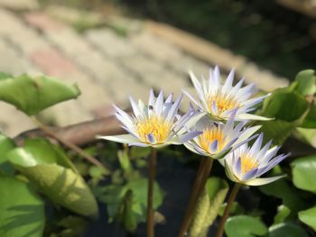 Close-up of white flowering plant