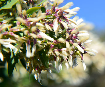 Close-up of flowers growing on plant