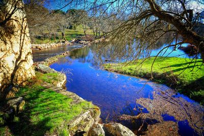 Scenic view of river amidst trees in forest