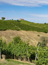 Scenic view of vineyard against sky