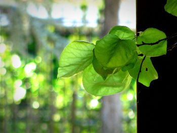 Close-up of leaves