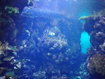 Jellyfish swimming in sea