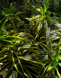 Full frame shot of fresh green plants