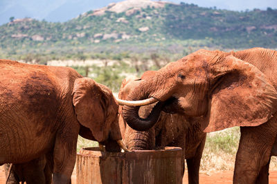 Elephant standing on field