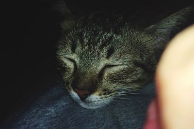 Close-up of cat sleeping