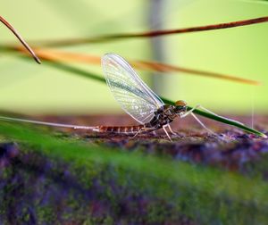 Close-up of butterfly on leaf