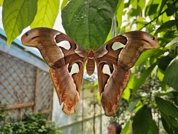 moths and butterflies