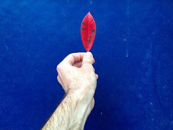 Cropped hand holding autumn leaf against blue wall
