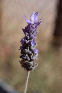 Close-up of purple flowering plant