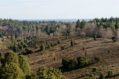 Panoramic view of trees on field against sky