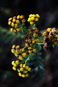 Close-up of yellow flowering plant