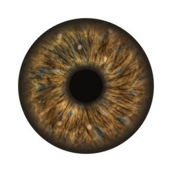 Close-up of human eye against white background