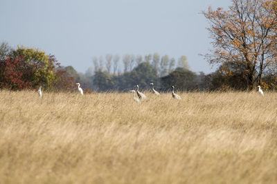 Birds on field against sky