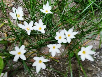 Close-up of white flowers blooming in spring