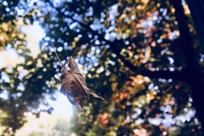 Low angle view of a falling leaf 