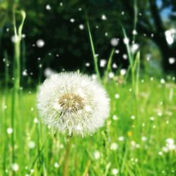 Close-up of dandelion