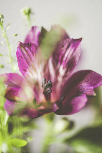 Close-up of purple flowering plant