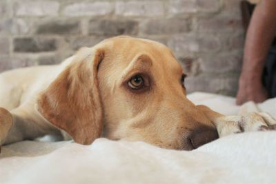 Close-up of dog lying on bed at home