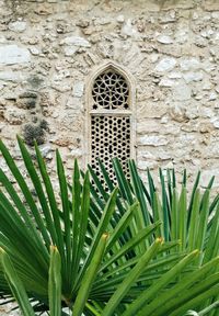 Close-up of plants against wall