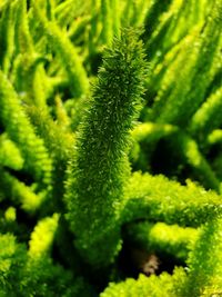 Close-up of green plant