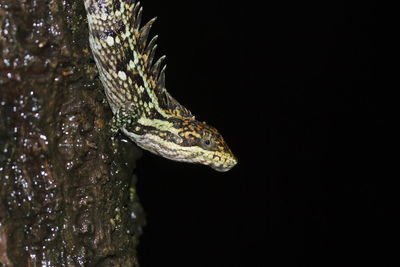 Close-up of a lizard over black background