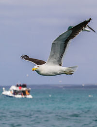 Seagull flying over sea against sky