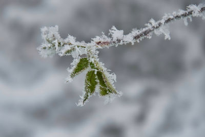 frost