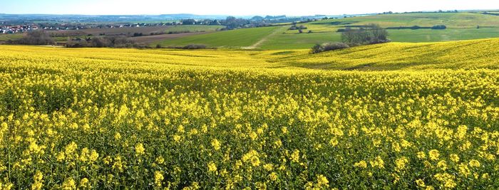 Scenic view of oilseed rape field