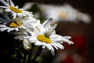 Close-up of white daisy flowers