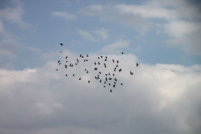 Low angle view of birds flying against sky