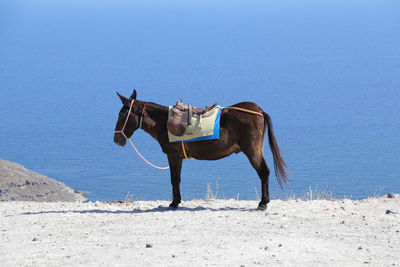 Lone donkey on santorini