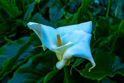 Close-up of white flowering plant
