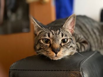 Close-up portrait of a cat at home