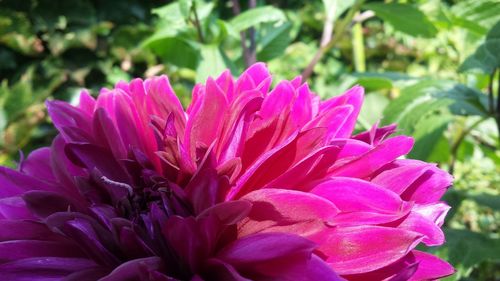 Close-up of pink flowers blooming outdoors