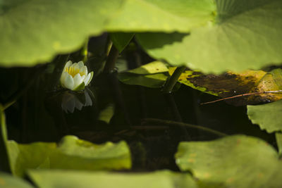 Close-up of water lily on leaves